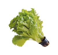 Салат Афицион 80гр горшок Горкунов