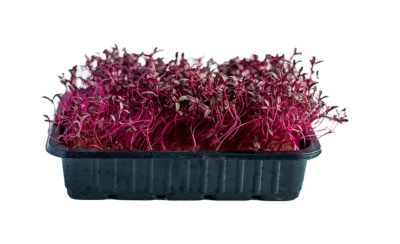 Ростки Амарант 20-45гр фас